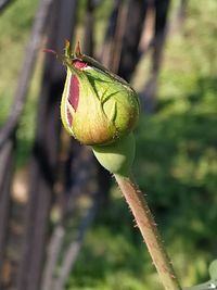 Close-up of flower bud growing outdoors