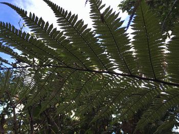 Low angle view of tree