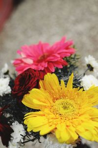 Close-up of yellow flowers blooming outdoors