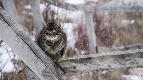 Portrait of cat on wood