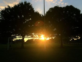 Silhouette of trees at sunset