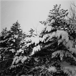 Trees in snow covered landscape