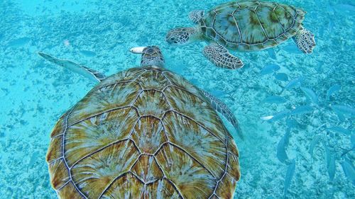High angle view of turtles swimming in water
