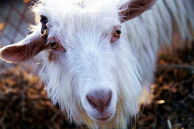 Close-up portrait of sheep