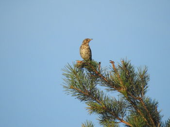 Low angle view of bird perching on branch against clear sky