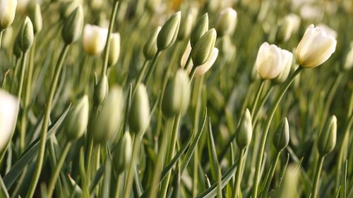 Close-up of white tulips