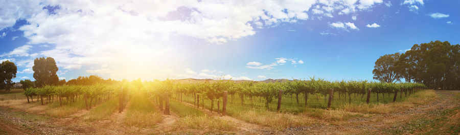 Scenic view of vineyard against sky