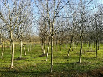 Trees on landscape against sky