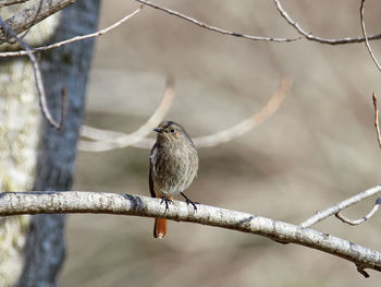 Black redstart, phoenicurus ochruros, near xativa, spain