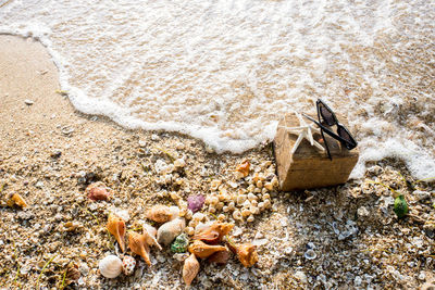 High angle view of animal on beach