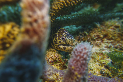 Snow eel hiding into the corals