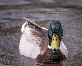 Close-up of mallard duck swimming in lake