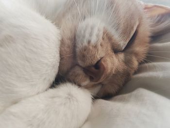 Close-up of cat sleeping on bed