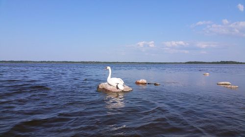 Swans swimming in lake against sky