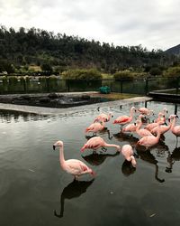 Swans on lake against sky