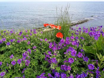 View of flowering plants by sea