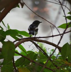 Bird perching on branch