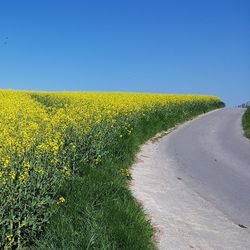 Yellow flowers growing on field against clear sky