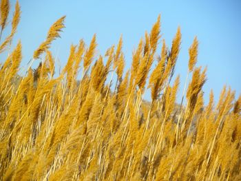 Detail shot of plants against clear sky