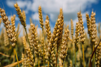 Close up of ripe wheat ears against beautiful sky with clouds.