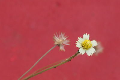 Close-up of red flowers