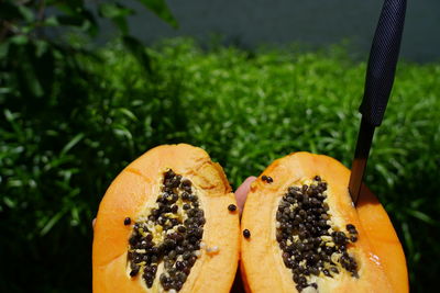 Close-up of orange fruits