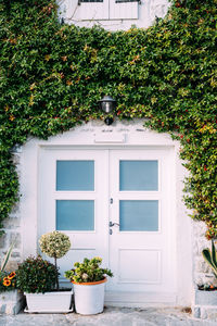 Potted plant on window