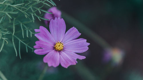 Close-up of pink cosmos flower