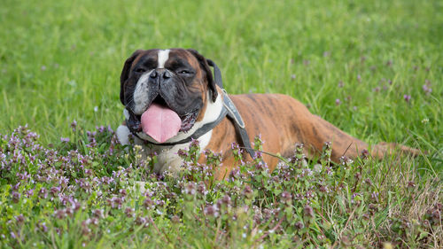 Boxer dog sitting on a green field, italy