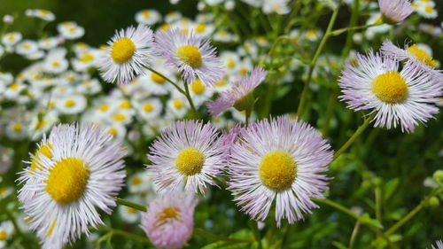 Close-up of white daisy blooming outdoors