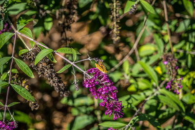 Close-up of butterfly pollinating on purple flowering plant