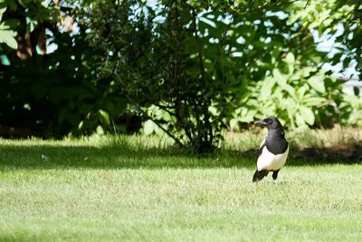 Magpie on the look out