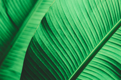 Full frame shot of banana leaves