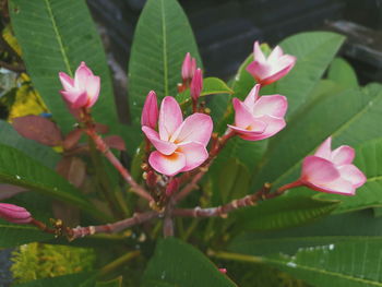 Close-up of pink flowering plant