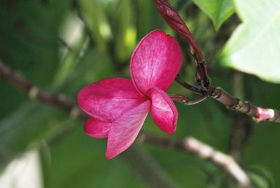 Close-up of pink flowering plant