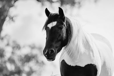 Close-up of horse