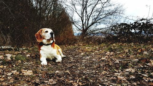 Dog on field