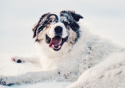 Dog in snow