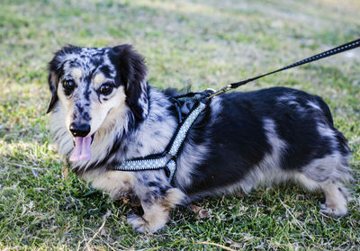 Portrait of dog on field