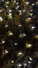 Close-up of christmas tree at night