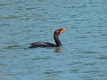 Bird swimming in lake