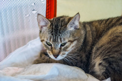 Close-up of a cat resting on bed