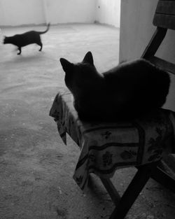 High angle portrait of cat sitting on floor