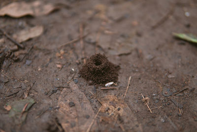 High angle view of insect on field