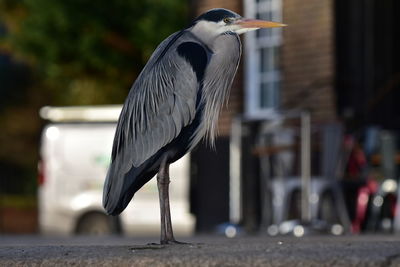 Close-up of bird