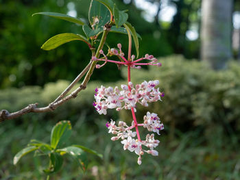 Close-up of pink flowering plant
