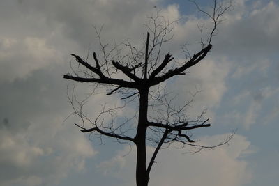 Low angle view of silhouette bare tree against sky