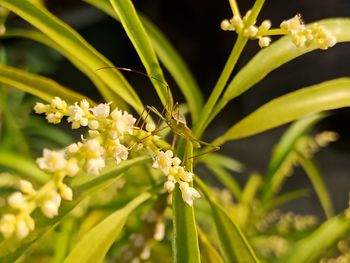 Close-up of insect on plant