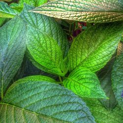 Full frame shot of leaves