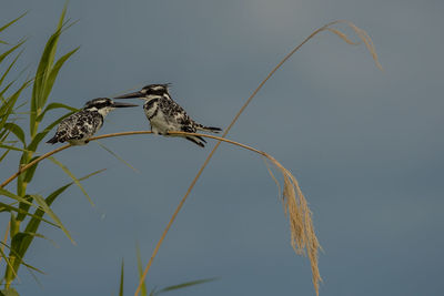 Bird perching on a plant
